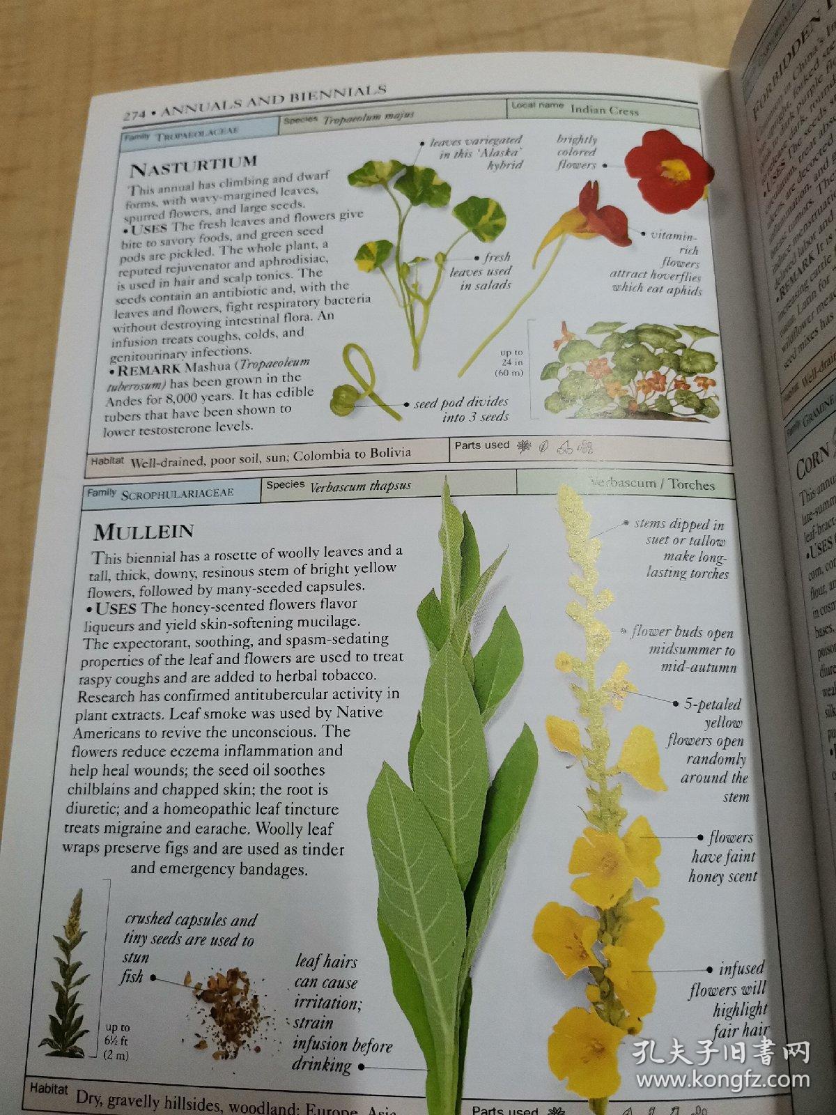 Smithsonian Handbooks Herbs