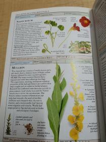 Smithsonian Handbooks Herbs