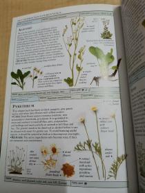 Smithsonian Handbooks Herbs