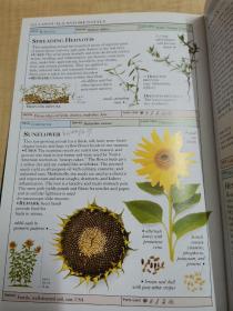 Smithsonian Handbooks Herbs