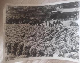 六十年代新闻老照片，山西省昔阳县大寨