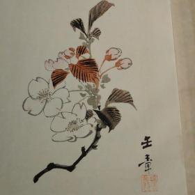 日本画大师川端玉章 套色木版画《樱花》