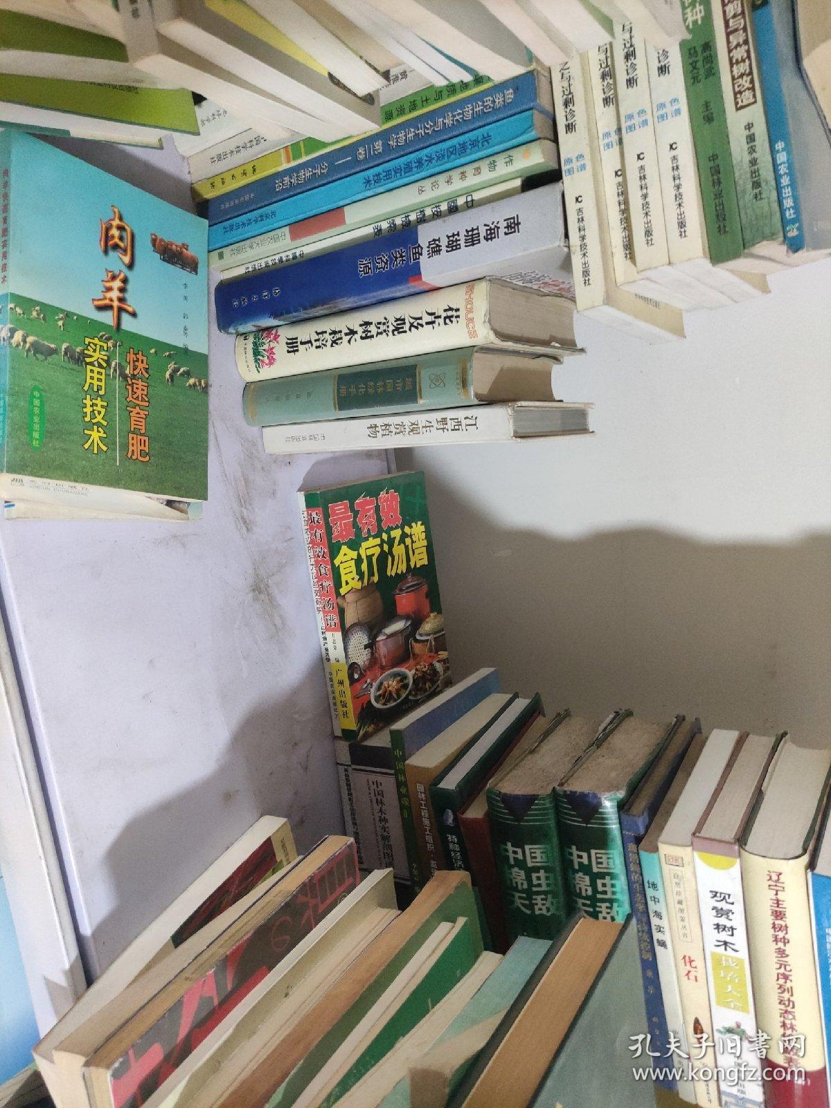 最有效食疗汤谱