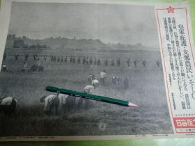 1941年，湖南咸宁，敌占区农民，收割水稻
