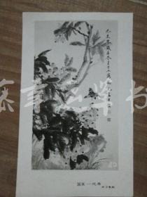 黑白照片一张：枇杷小鸟（国画——花鸟）鹤光 绘画