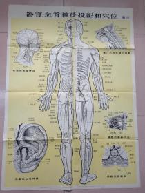 人体解剖挂图（12张）