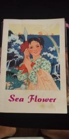 Sea FLower海花