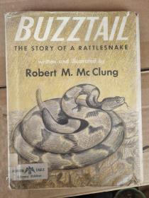 BUZZTAIL:THE STORY OF A RATTLESNAKE  少儿插绘本 1958年 精装18开
