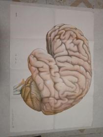 大脑的外形
