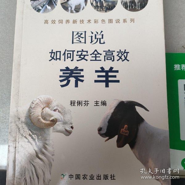 图说如何安全高效养羊