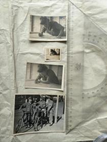 四张尺寸不一五十年代邮局工作人员俯身工作照及骑自行车送邮件照片
