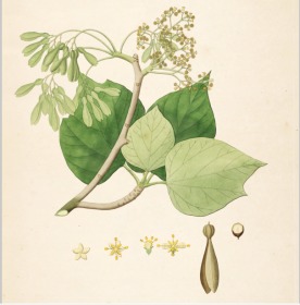 【提供资料信息服务】科罗曼德海岸的植物.图谱.3卷.By William Roxburgh.英文版.1795年