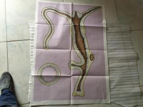 初级中学课本 动物学教学挂图---水螅身体的纵切和横切