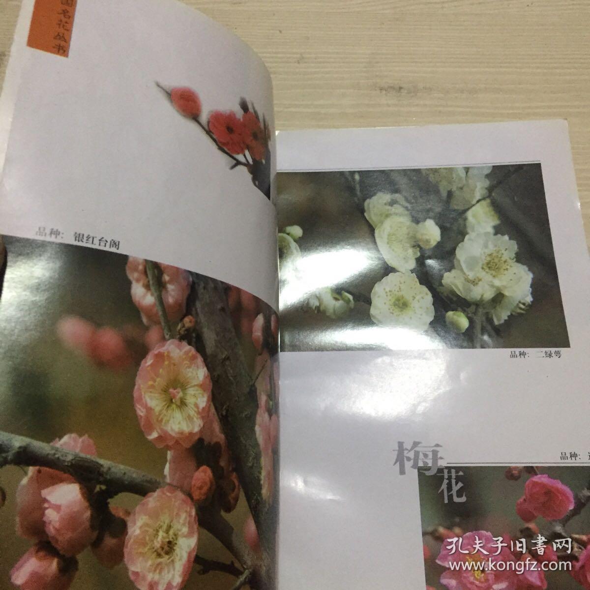 梅花——中国名花丛书
