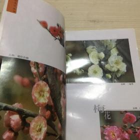 梅花——中国名花丛书