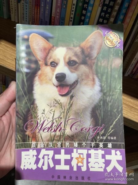 威尔士柯基犬