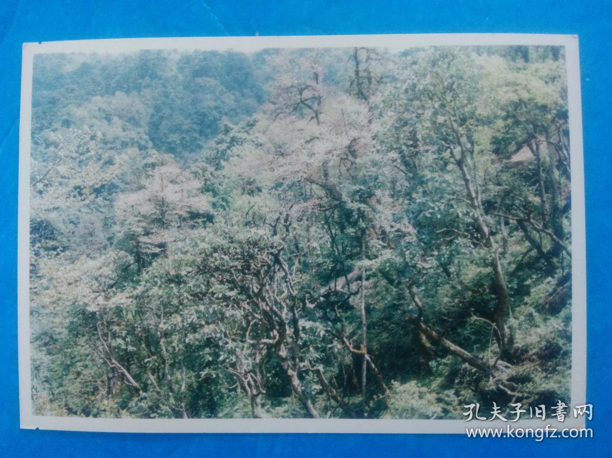 1943年滇西抗战 ，中航c-53运输机在“驼峰航线”的云南高黎贡山失事，坠机现场考察纪实——片马山区的原始森林