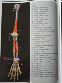 李义凯廖立青汉英人体骨骼肌解剖图谱