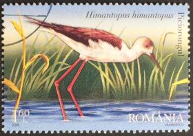 念椿萱 外国邮票 罗马尼亚 6344 2009年  动物 鸟 1枚旧 盖销票 量少品种