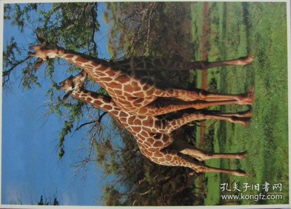 美国 1989年 野生动物系列大型明信片 长颈鹿
