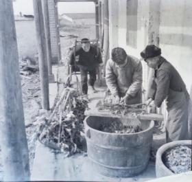 1965年底片一张：奕棋公社社员切青菜养猪
