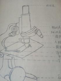 金陵大学附属中学，生物实验报告从中华民国35年到1947年，总共16次试验报告。