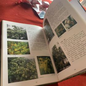 深圳园林植物