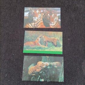 年历片：1986年虎年历片 3张合售