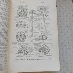 Dorland's Illustrated Medical Dictionary 24the Edition 多兰插图医学大辞典 24版
