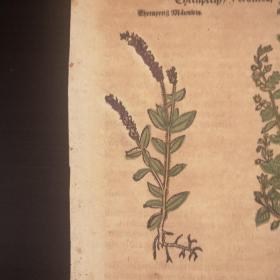 1532 Herbarium《植物志》后摇篮本零页第179页，作者是中世纪著名博物学家P.A.Mathiolus，极珍贵的手工上色木刻版画！尺寸27.5cmX17cm