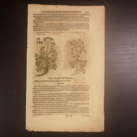 1550 Krauterbuch《草药志》后摇篮本零页第268页，作者Adam Lonitzer，极珍贵的手工上色木刻版画！38cmX23cm