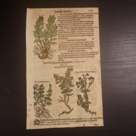 1532 Herbarium《植物志》后摇篮本零页第177页，作者是中世纪著名博物学家P.A.Mathiolus，极珍贵的手工上色木刻版画！尺寸27.5cmX17cm