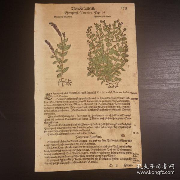 1532 Herbarium《植物志》后摇篮本零页第179页，作者是中世纪著名博物学家P.A.Mathiolus，极珍贵的手工上色木刻版画！尺寸27.5cmX17cm