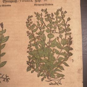 1532 Herbarium《植物志》后摇篮本零页第179页，作者是中世纪著名博物学家P.A.Mathiolus，极珍贵的手工上色木刻版画！尺寸27.5cmX17cm
