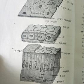 小组织学