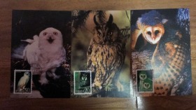 1995-5 鸮明信片 3枚一套