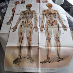 骨胳、肌肉系统挂图4幅(号26)