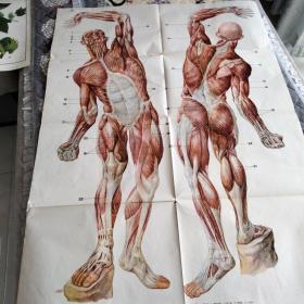 骨胳、肌肉系统挂图4幅(号26)