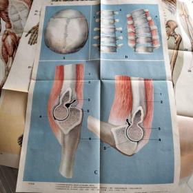 骨胳、肌肉系统挂图4幅(号26)
