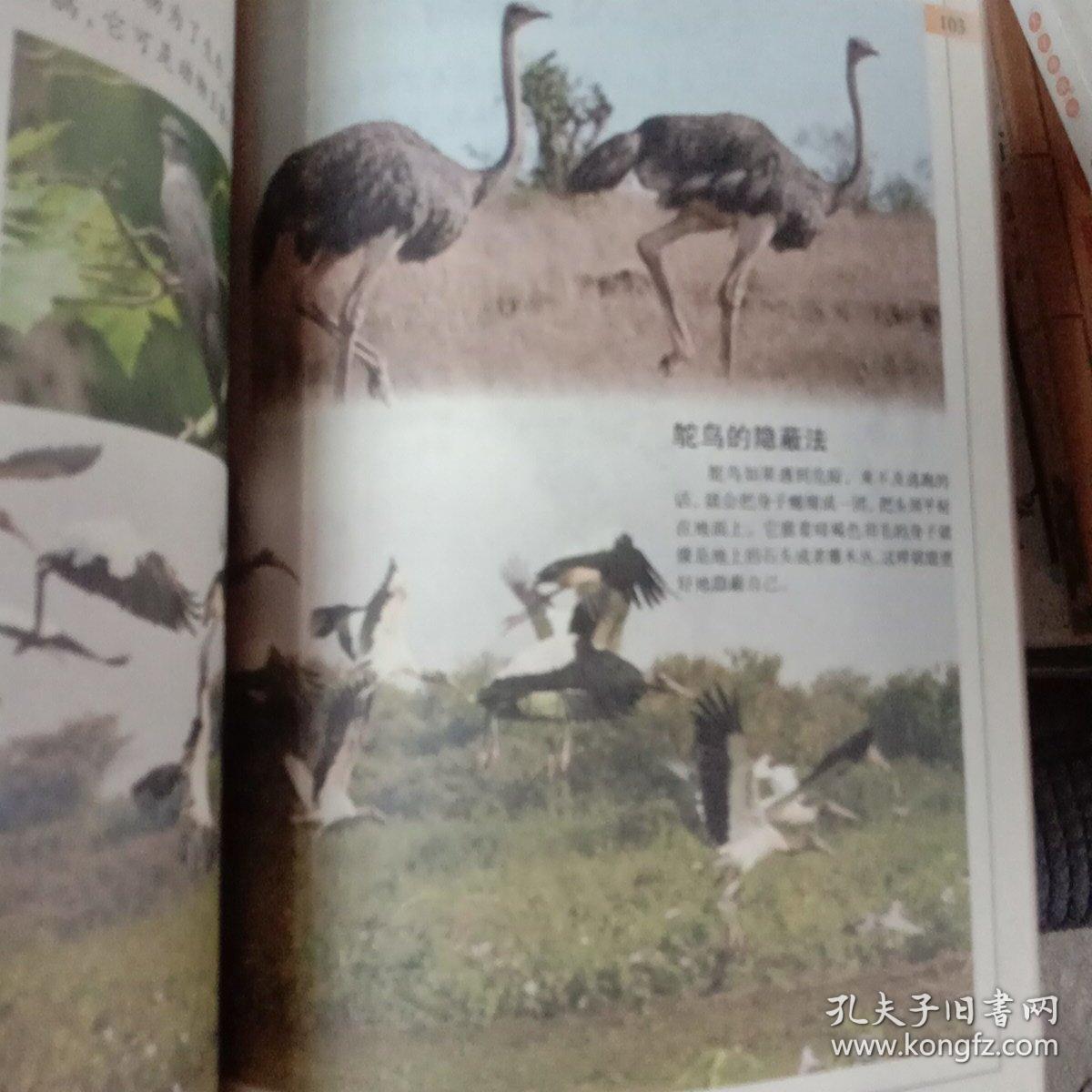 少儿百科探秘：翱翔的鸟类