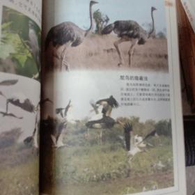 少儿百科探秘：翱翔的鸟类