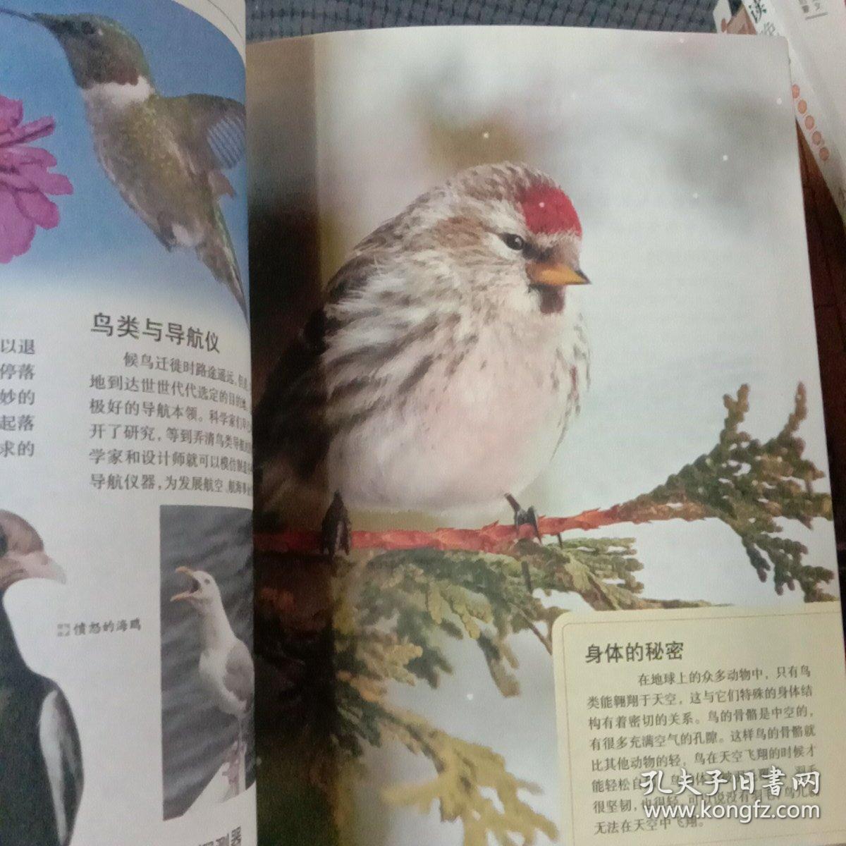 少儿百科探秘：翱翔的鸟类