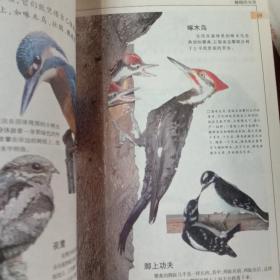 少儿百科探秘：翱翔的鸟类