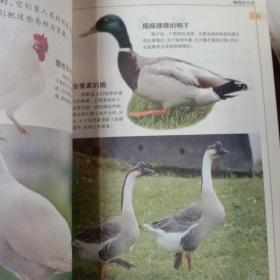 少儿百科探秘：翱翔的鸟类