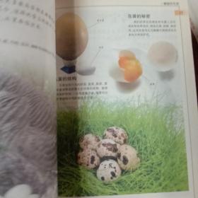 少儿百科探秘：翱翔的鸟类