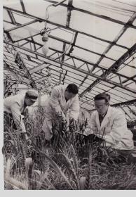 南开大学老师科研工作黑白照片一张