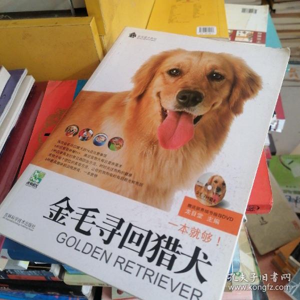 金毛寻回猎犬