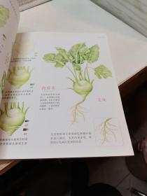 蔬之绘：32种最美蔬菜的色铅笔图绘