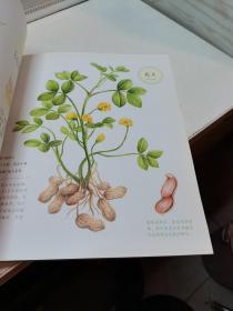 蔬之绘：32种最美蔬菜的色铅笔图绘