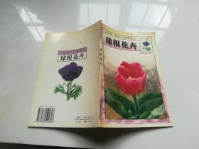 家庭花卉精品球根花卉